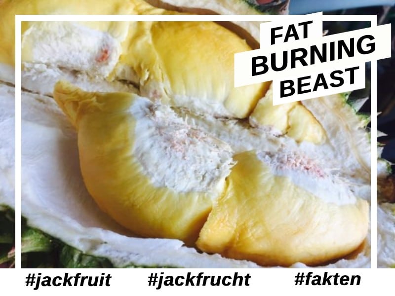 Jackfruit Fakten